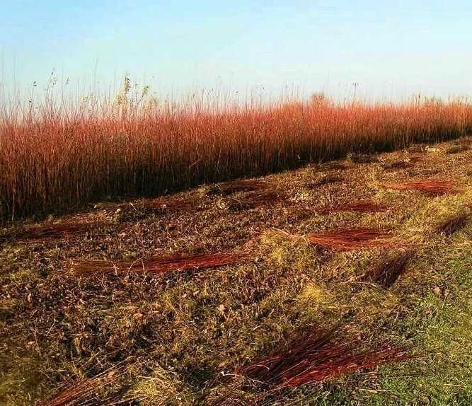 Wiklina, zielona, na pniu wysoka z pola, co roczny zbiór.