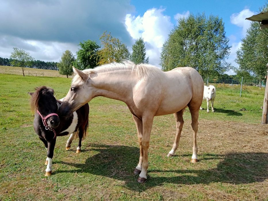 Izabelowata klacz 1/2 AQH