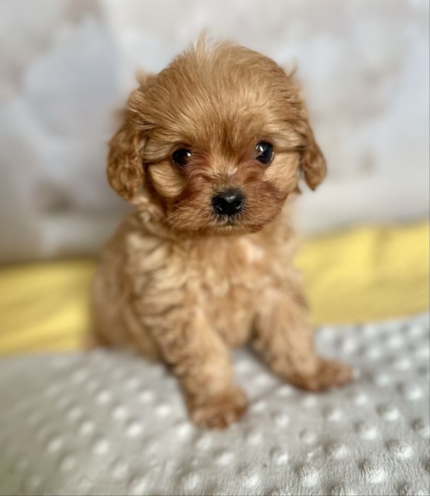 Cavapoo f1 sunia- cavalier/ pudel toy