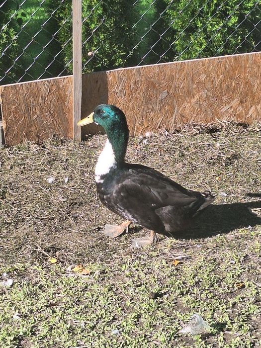 Kaczory dworki sprzedam lub wymienię za kaczke
