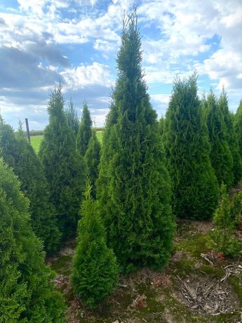 Tuja Smaragd 160-180 thuja Szmaragd Szmaragdy tuje krzewy Szkółka