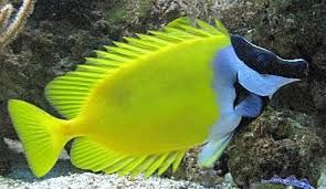 Akwarium morskie - Siganus (Lo) vulpinus