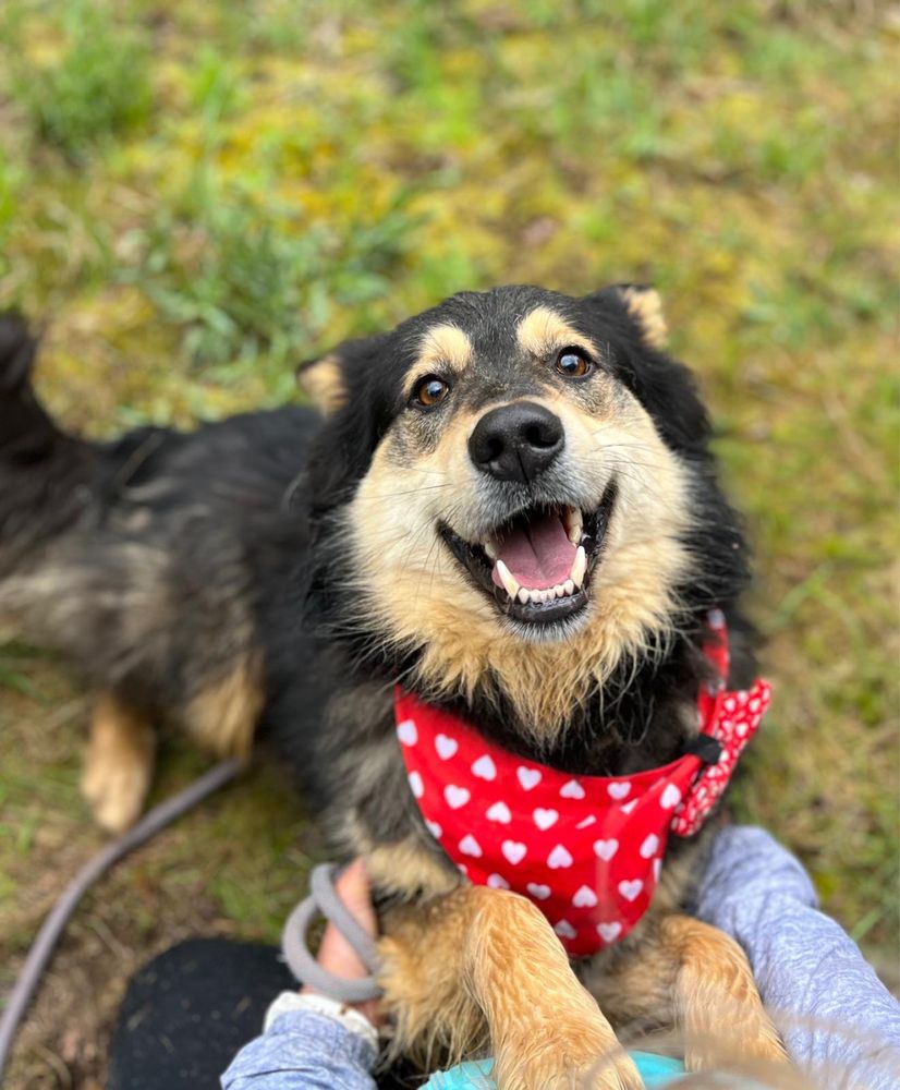 Kobiś żył w boksie w polu. Kochany tulaśny, do adopcji