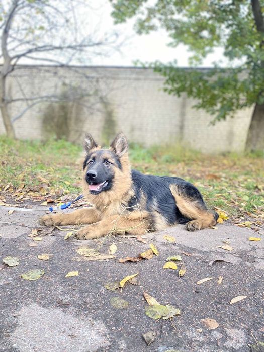 Німецька вівчарка довгошерстна
