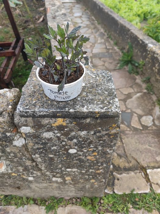 Vendo pés de tomate preto