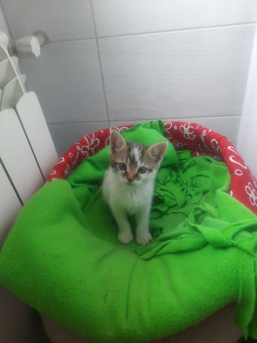 Jacuś i Agatka do adopcji