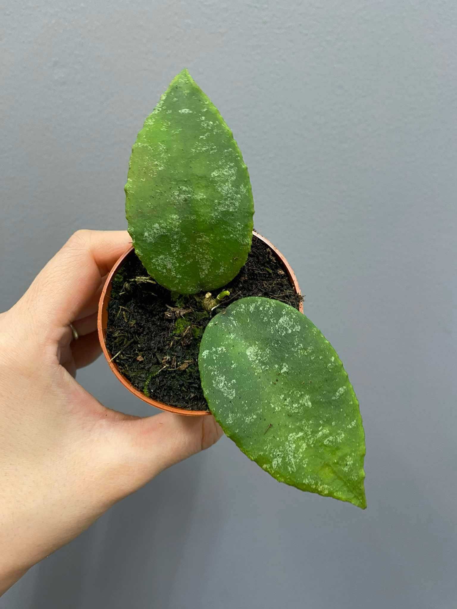 Hoya Caudata Hoja