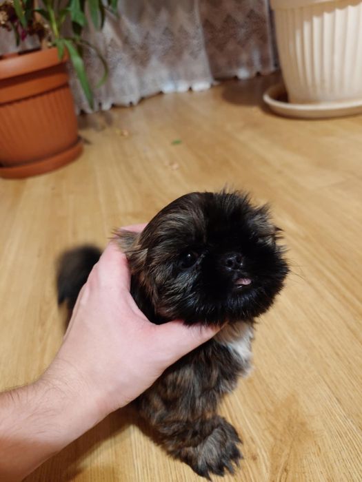 Suczka shih tzu z rodowodem odrobaczona posiadam chip