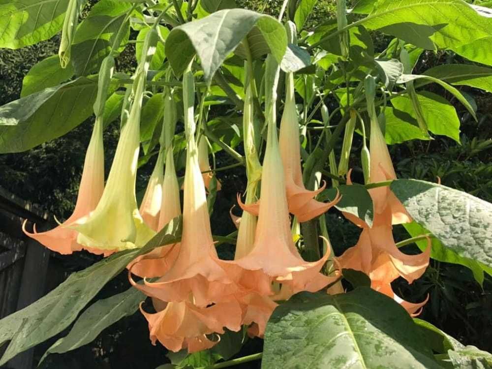 Brugmansia versicolor DATURA +GRATISY