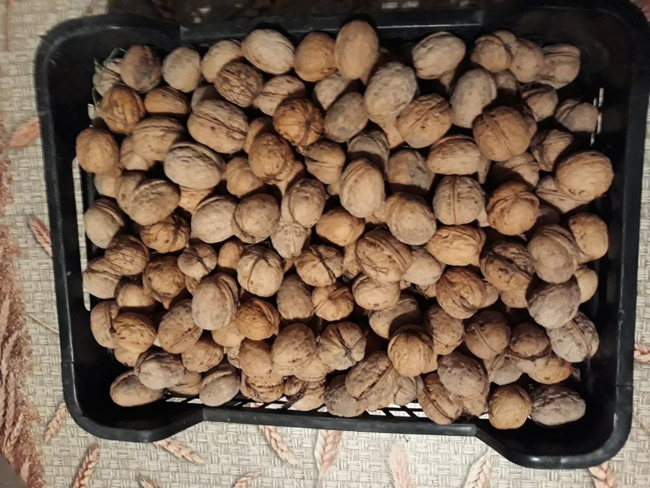 Orzechy włoskie, ekologiczne