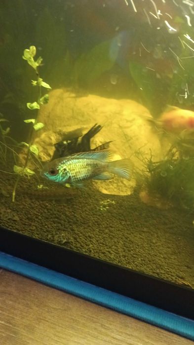 Peixe Andinoacara Azul Elétrico