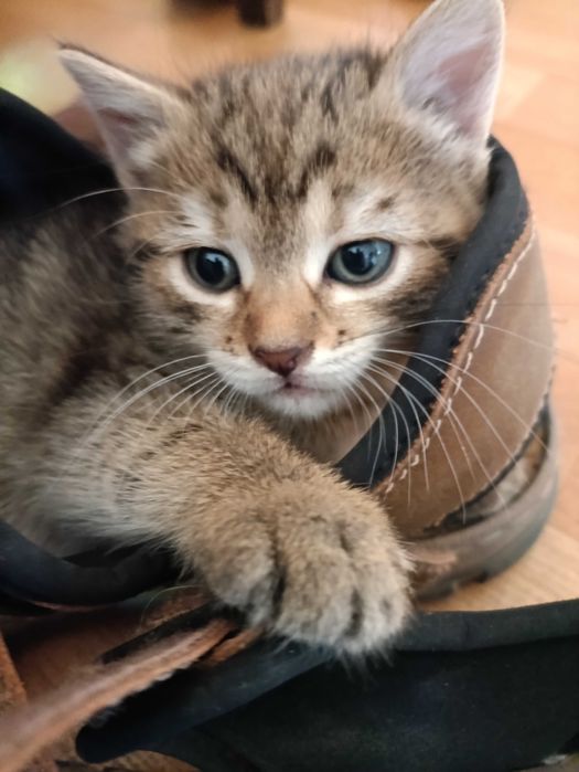 Котята в добрые руки.