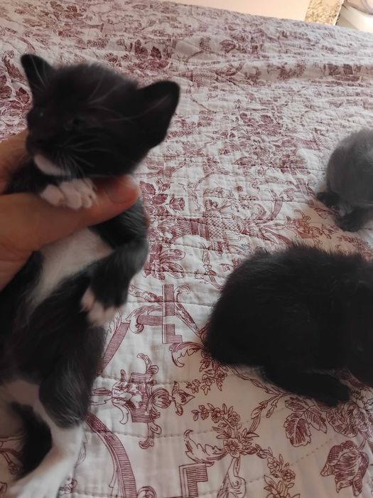 Gatinha fofinha...