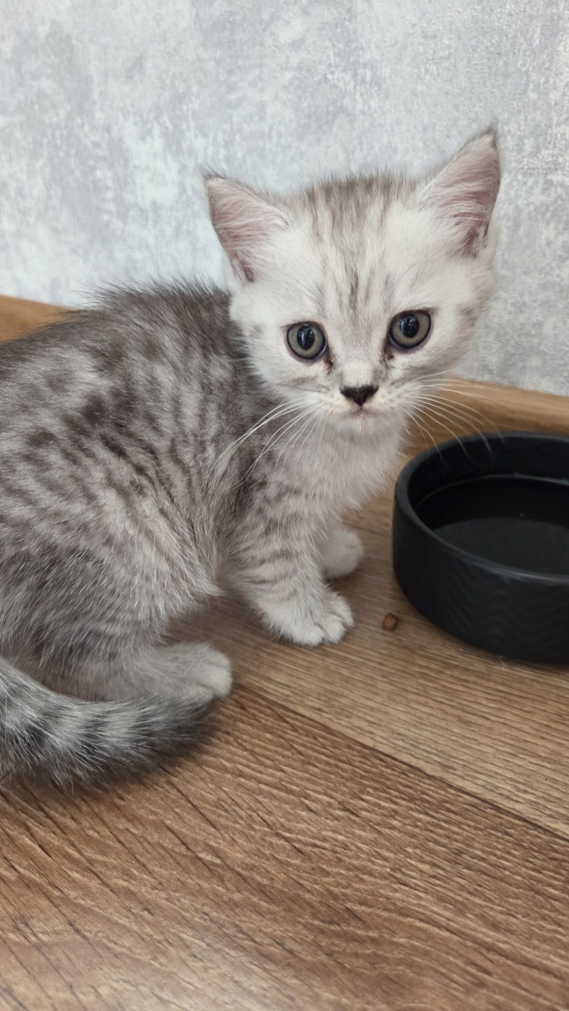 Шотландські прямовухі кошенята