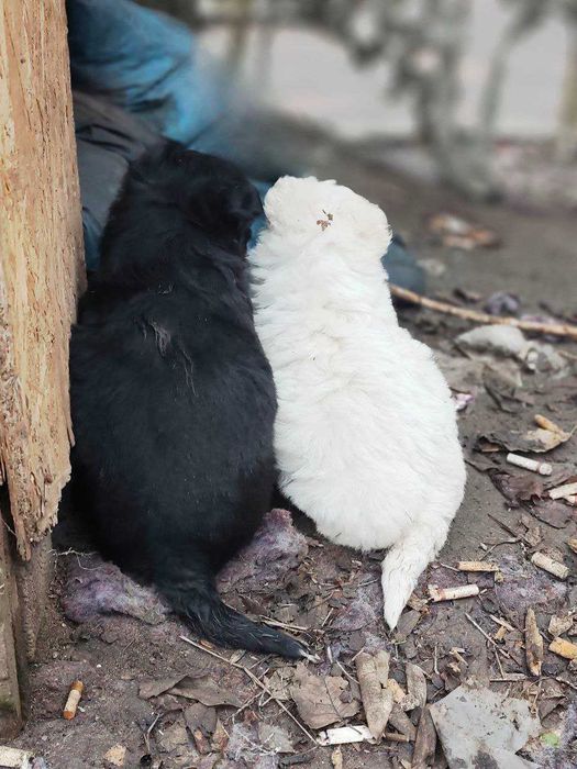 ВІДДАМ .Щенки. Цуценята. Собака
