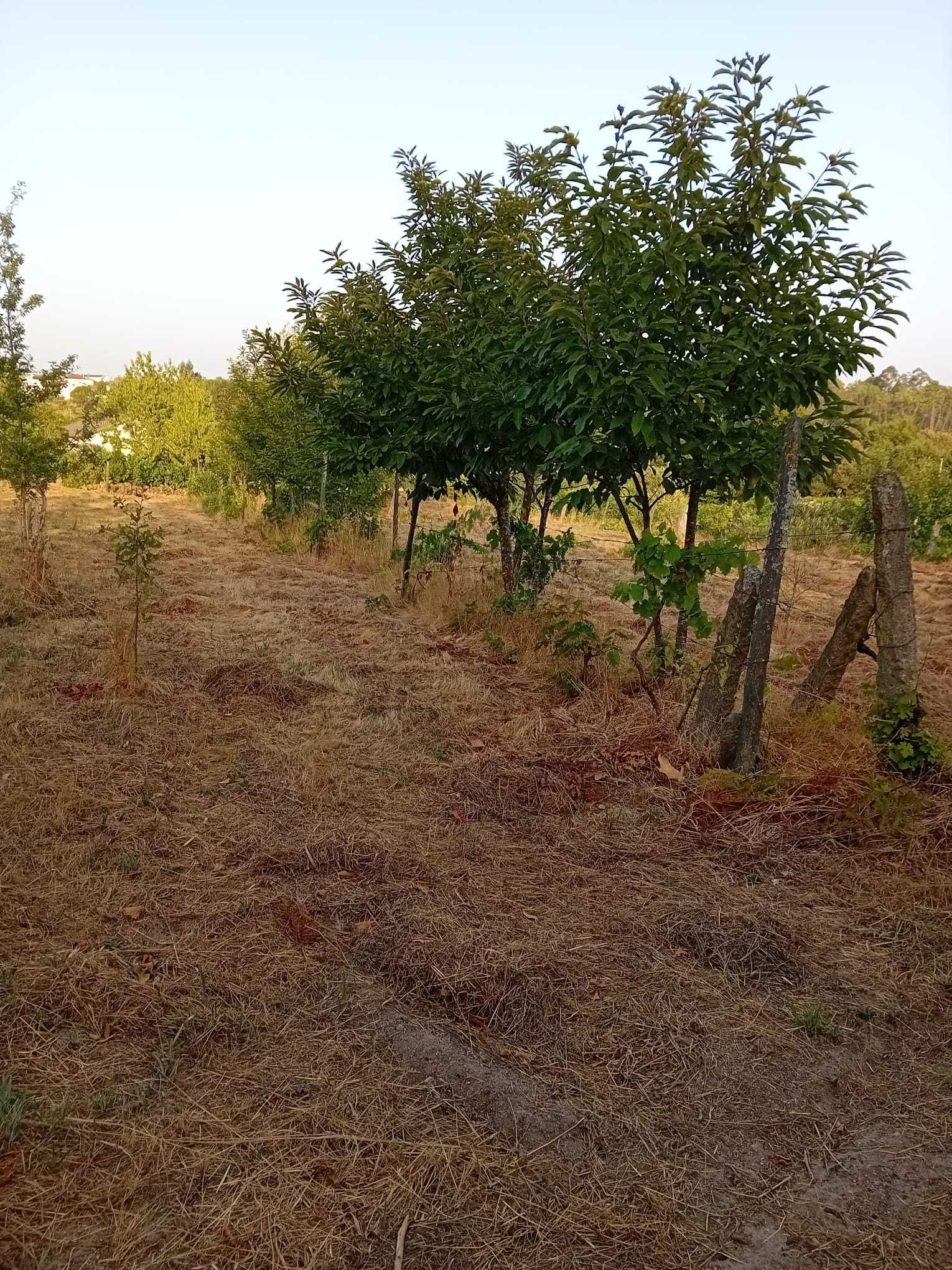Terreno rural Boa Aldeia