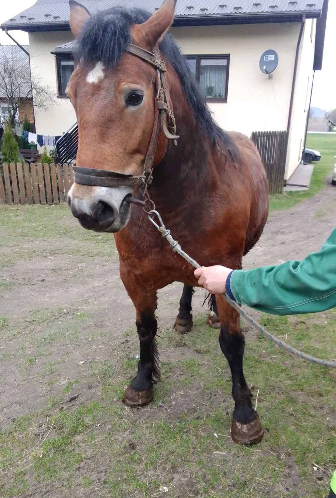 Sprzedam klacz zimnokrwistą