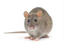 Rattus Norvegicus (Twister)