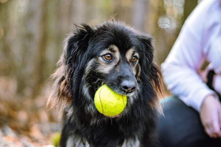 Został adoptowany jako szczeniak i oddany jakoś dorosły psiak...