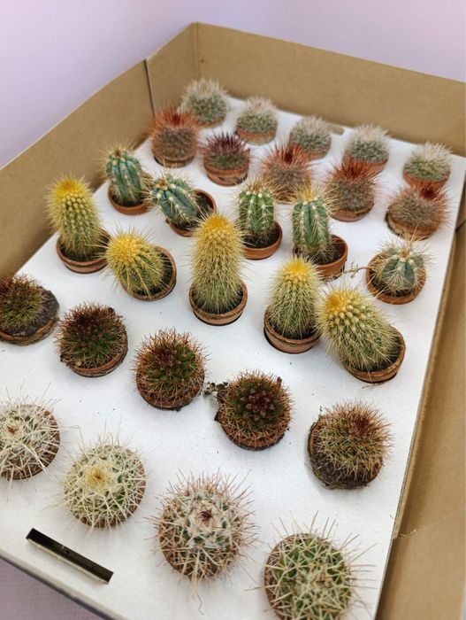 Кактус мікс в кераміці