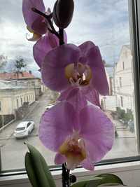 Орхідея перше цвітіння