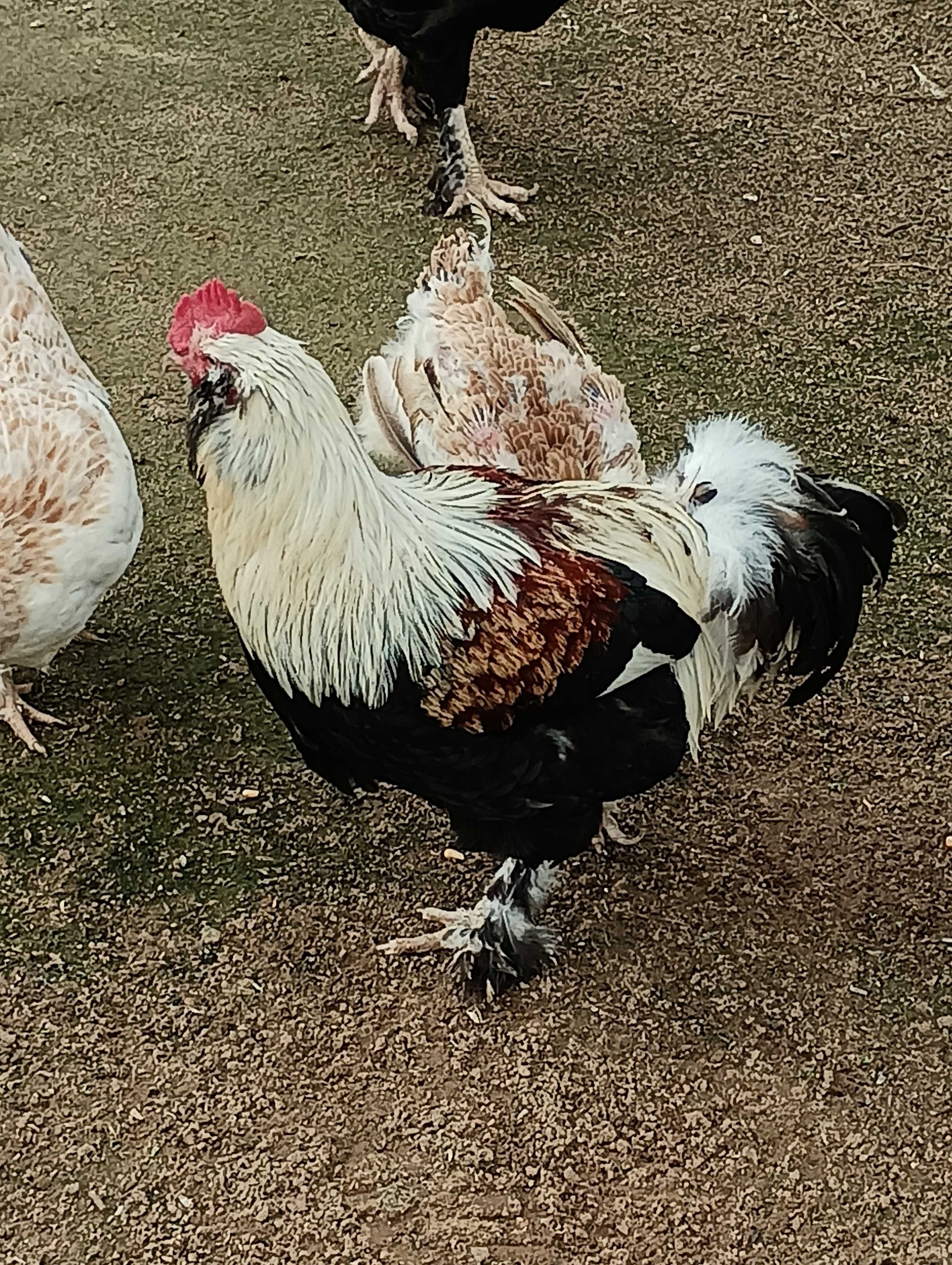 Galinhas Faverolles - ovos