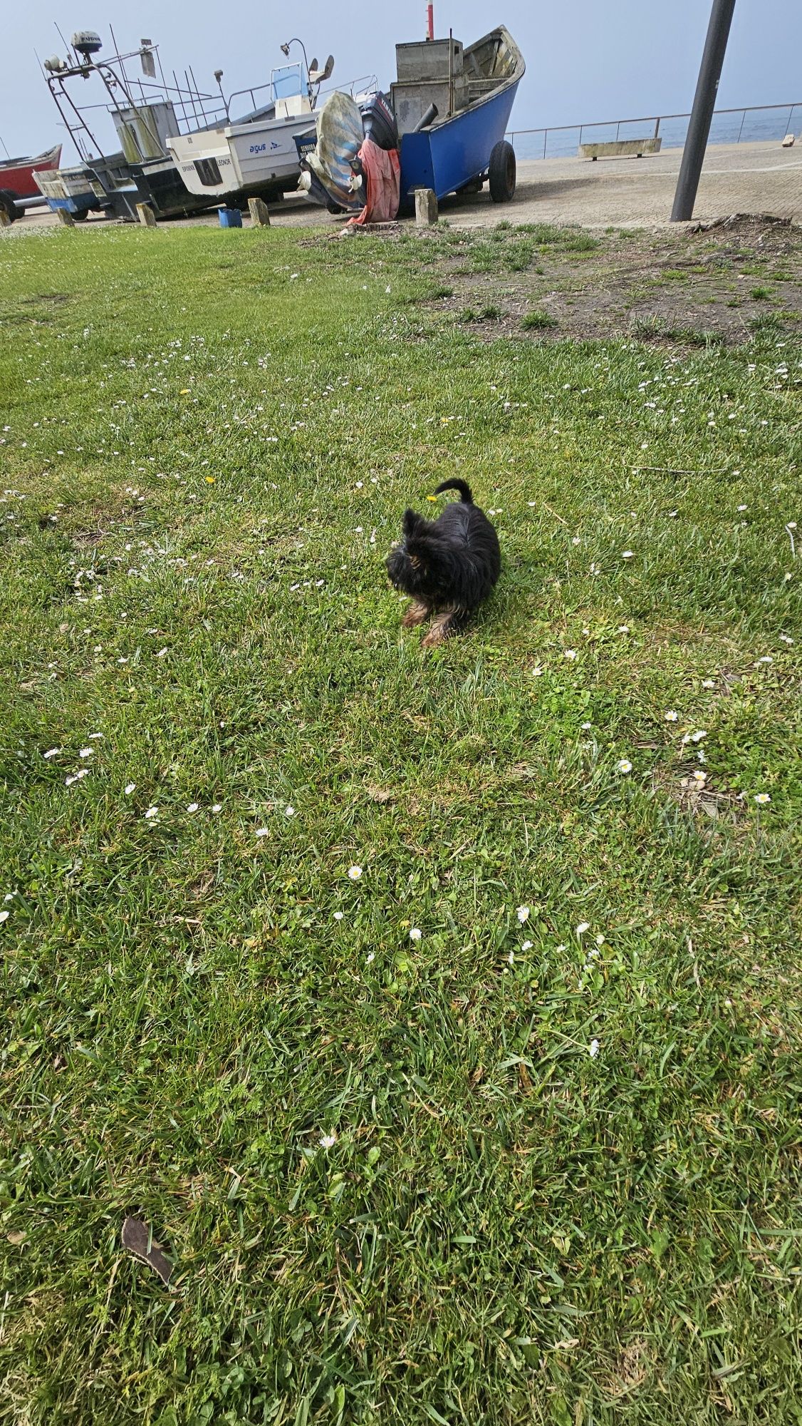 Yorkshire terrier Macho