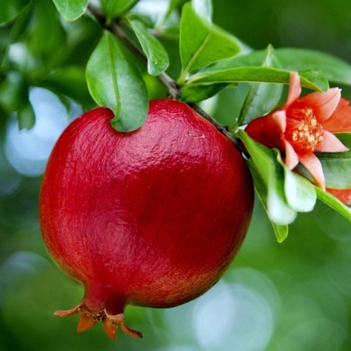 Саджанці гранату ОПТ–Роздріб / Саженцы граната ОПТ–Розница