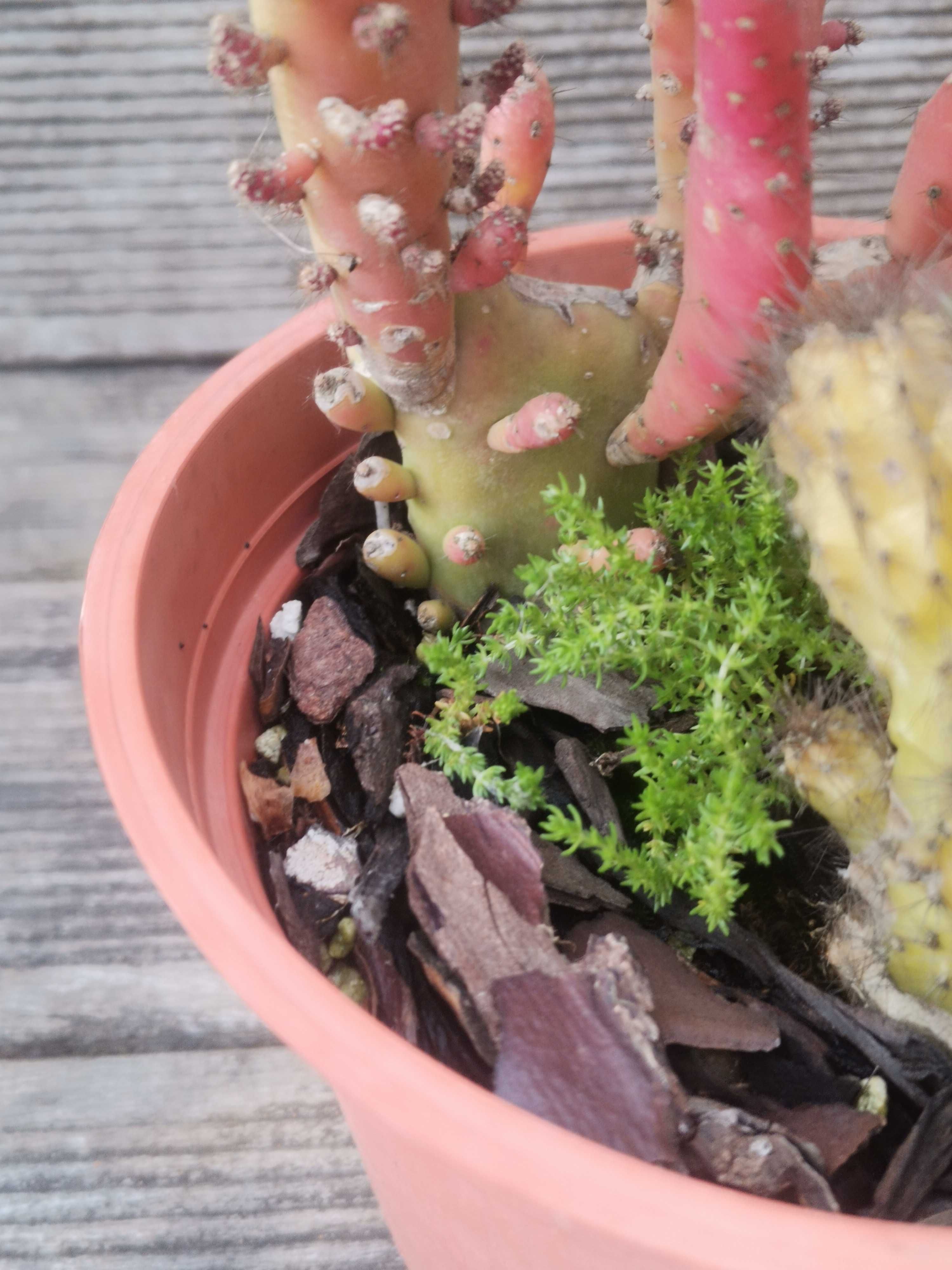 Vaso com 2 cactos