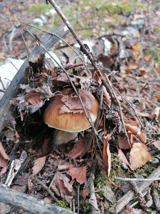 Grzyby leśne. Świeże