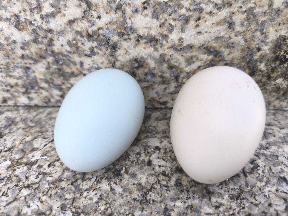 Ovos de garnizas galados