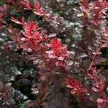 Berberys Thunberga 'Dart's Red Lady' (Berberis thunbergii) Poj. 2.0L