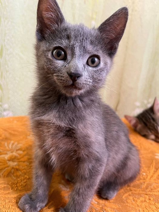 Кошенята(безкоштовно)Олександрія