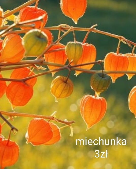 Nachyłek miodunka firletka sadzonki