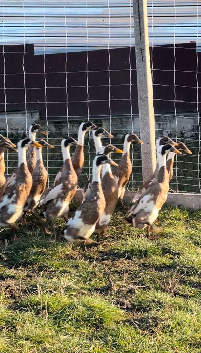 Індійський бігун дикого шоколадного та арлекінового окрасу