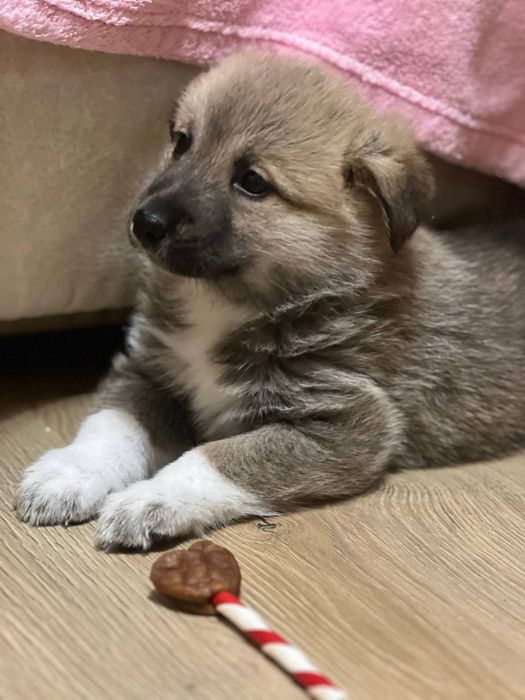 Відам цуцика в хороші руки