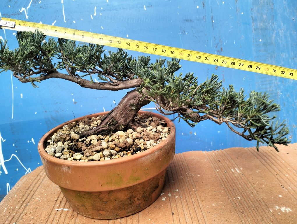 Bonsai juniperos Blue horizontalis