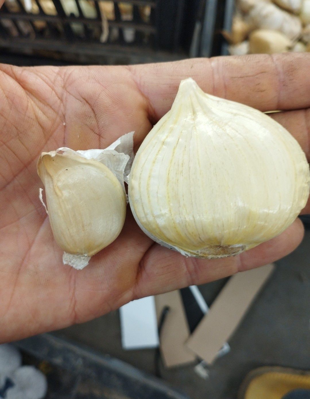 Czosnek Słoniowy wielkogłówkowy GIGANT ogromny 1kg