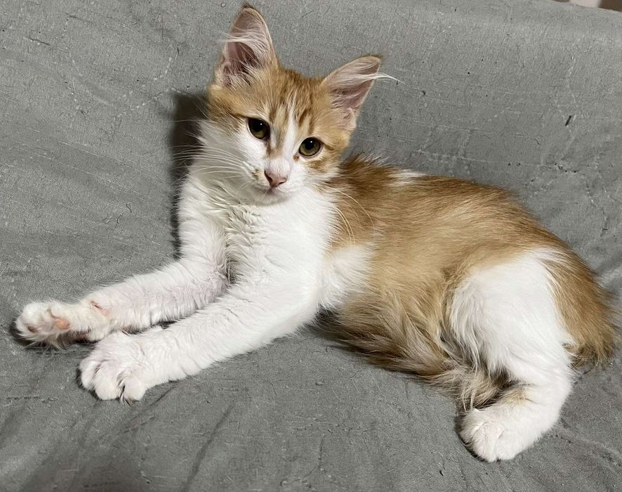 Котёнок, девочка 3 месяца