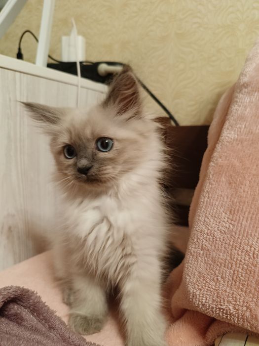 Котята Невские Маскарадные