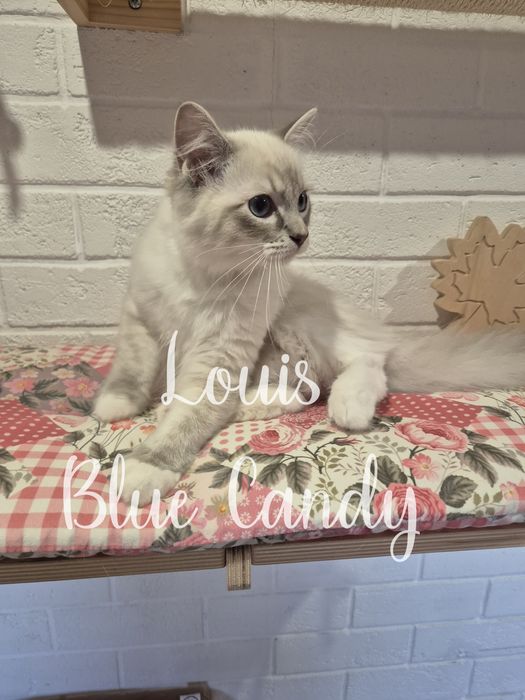 Kot Ragdoll Louis Warszawa FPL Gotowy do odbioru