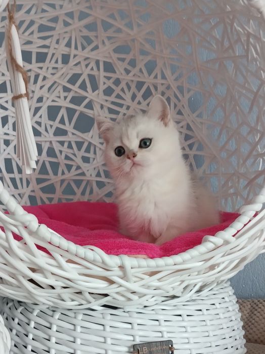 Пухнасте щастячко