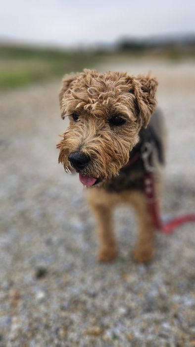 Dolly sunia w typie teriera walijskiego szuka domu