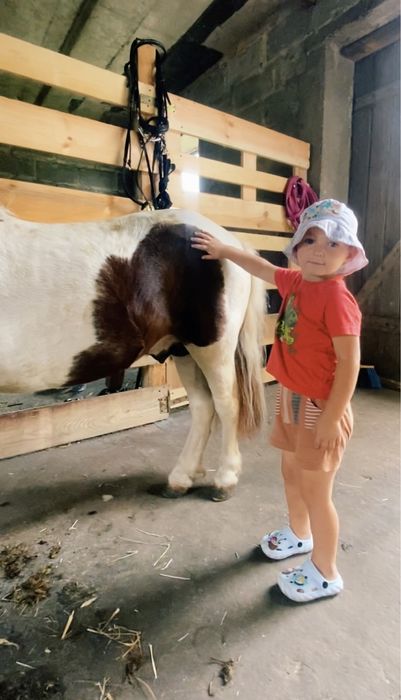 Kuc , kucyk na sprzedaż z paszportem