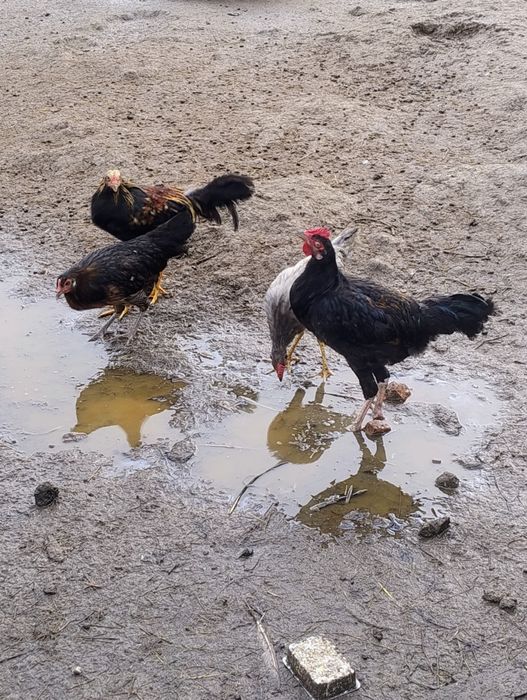 Sprzedam drób ozdobny