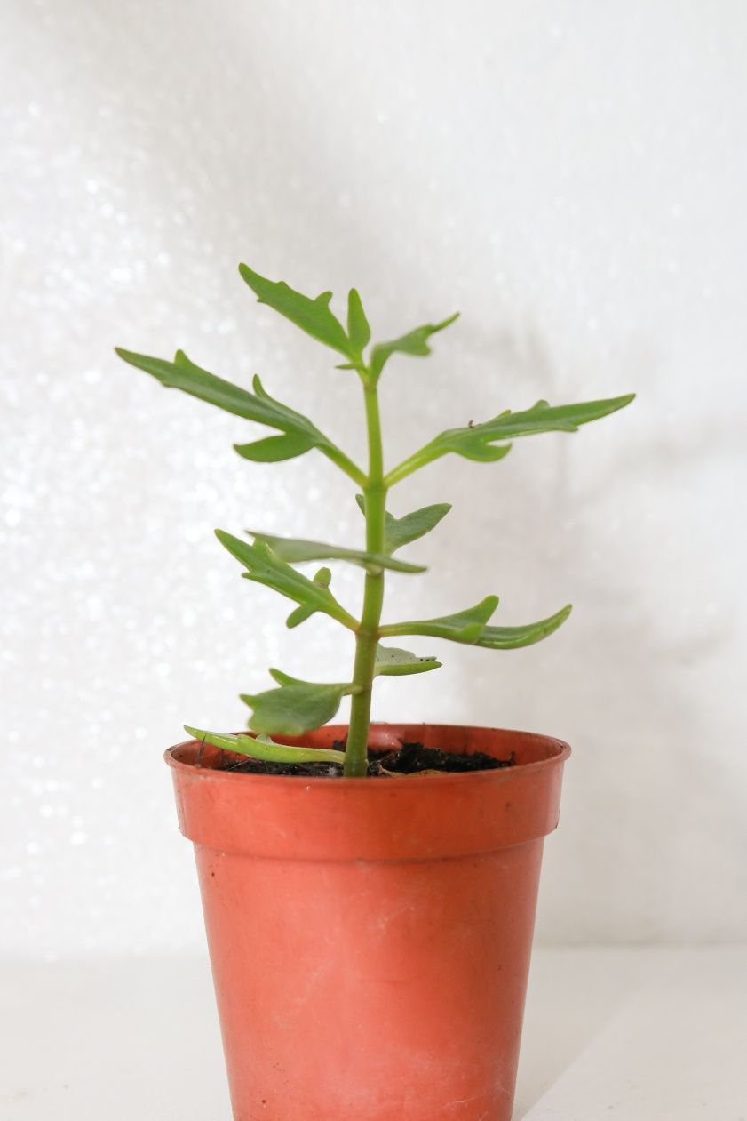 Vendo varias plantas e suculentas
