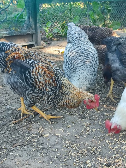 Продам молодих півнів