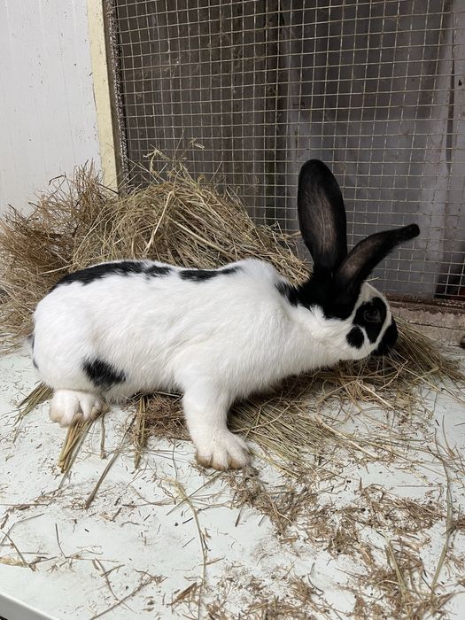 Macho borboleta frances puro (top futuro reprodutor )