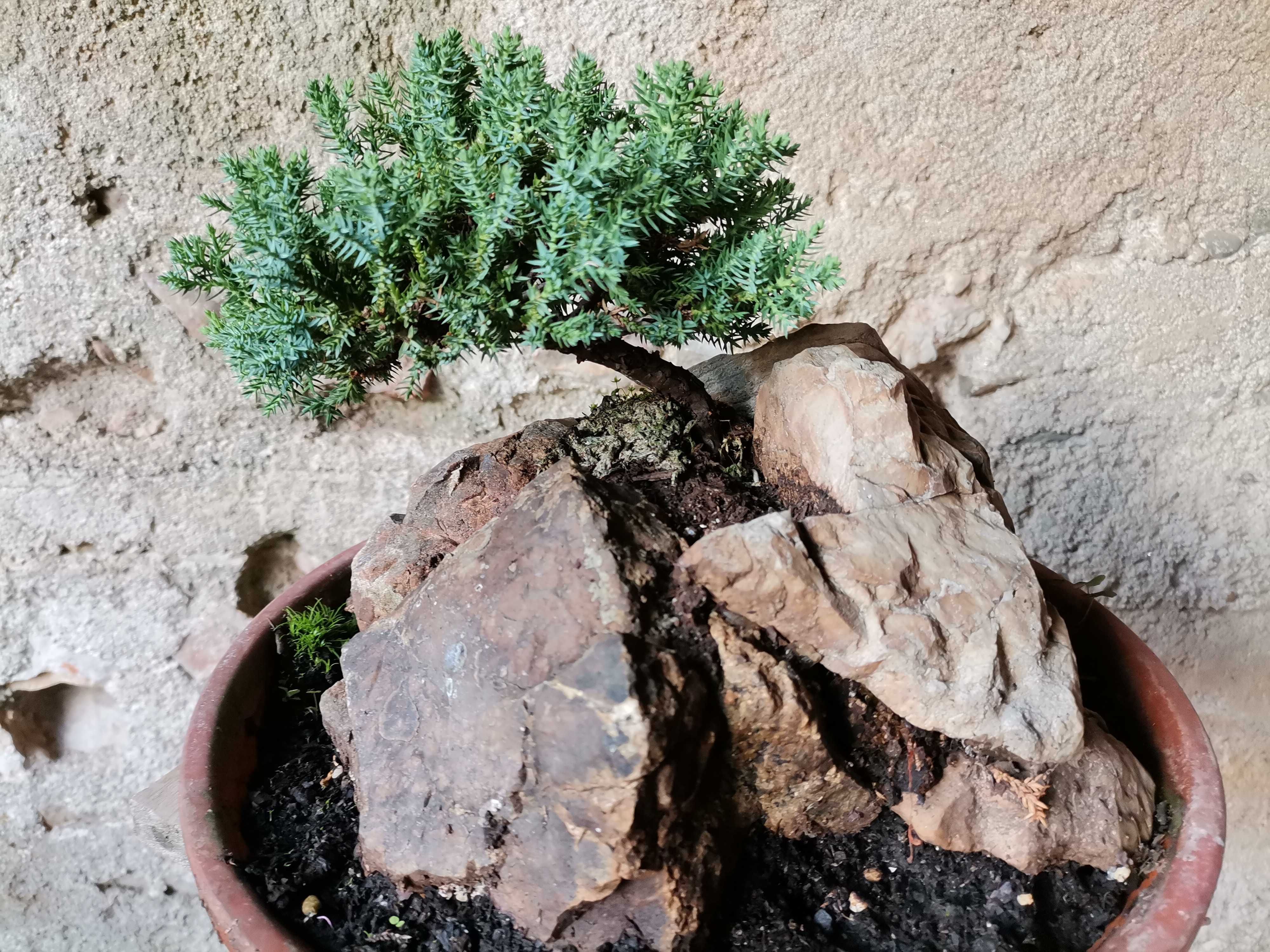 Bonsai em Rochas de "Juniperus P. Nana" - *VENDA URGENTE (DESOCUPAR)*