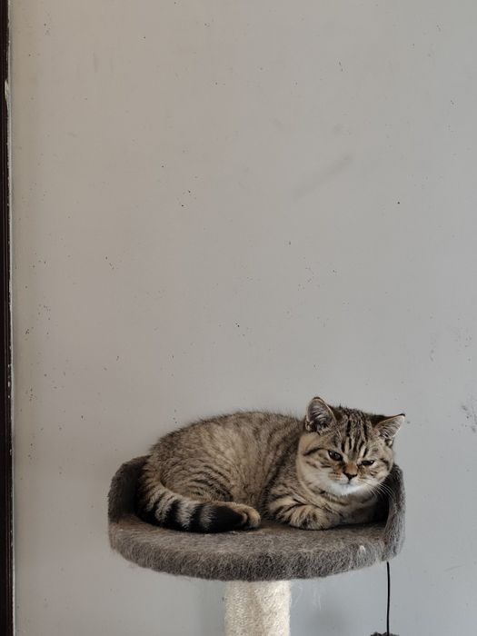 Kocur brytyjski 5-cio pokoleniowy